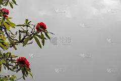 尼泊尔开花的Yareo红罗丹灌木
