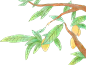 蜜旺果舖-第一名的金牌芒果乾-台南玉井 : 台南玉井20年在地用心經營的芒果乾，使用專業生產設備，自由時報評鑑第一名，名人推薦，網購第一名品牌，還有土芒果乾俗稱情人果乾，歡迎選購