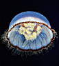 盛放在海洋的水母，都有一层薄如蝉翼的白色外套，盛放如花朵，让人想要触摸。（via 物学家兼摄影师Alexander Semenov ）