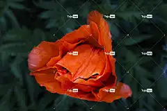 罂粟 花壁纸 开花 花卉背景 花 美丽的花朵 红色的 对比 自然
