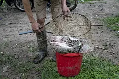 越南北干省巴比湖的渔民捕获了新鲜的鱼