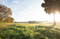 Lady In The Field : A beautiful woman in a field. That's it.