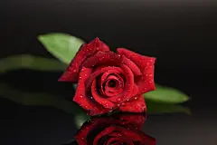 七夕节背景，情侣，情人节背景，妇女节背景，红色玫瑰花，love，花朵，鲜花，爱情，女生节背景，爱情，love，玫瑰花，818A4568 – 饿狐背景网站-微距高清设计素材免费图片下载海报壁纸摄影背景素材，背景图，背景墙，背景板，背景图片，背景纹理，背景板设计，背景材质，背景大图