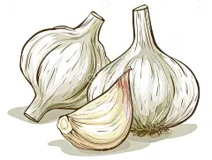 手绘大蒜佐料卡通插画高清模板免费下载-趣麦麦图