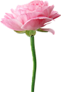 玫瑰花和蝴蝶兰6.png