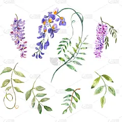 水彩插图。植物。盛开的紫藤枝和带叶的树枝。元素创建一个花卉设计。