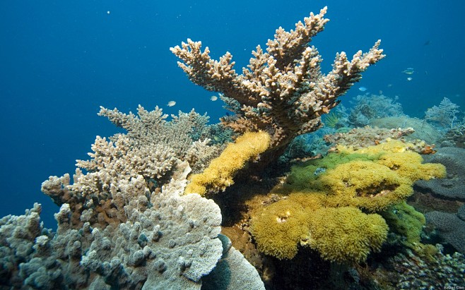 海底植物的搜索结果_百度图片搜索