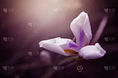 仅一朵花,白色,鸢尾,贺卡,水平画幅,无人,情人节,早晨,紫色背景,夏天