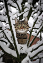 猫在树的冬季
 