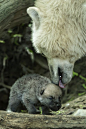 Itty Bitty With Mom | Cutest Paw