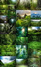 热带雨林原始森林高清图片25JPG