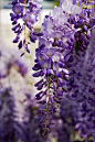 Wisteria Flowers Print By Power And Syred