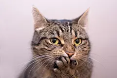 点击来源直接获取大图文件 |猫咪惊讶——爪子捂住嘴