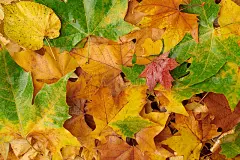 平铺着潮湿的树叶