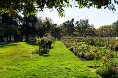 玫瑰公园,风景,草坪,玫瑰,景观设计,公园,草,自然美,春天,园林