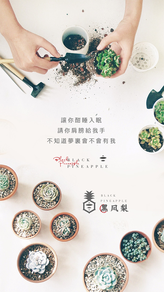 黑凤梨 多肉 情人节礼盒