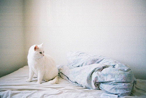 Tumblr