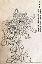 六十种菊花白描稿，原来菊花有这么多品种！