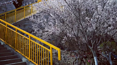 陨落星云采集到校园风景