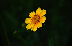 ZyV0mfU0采集到雏菊