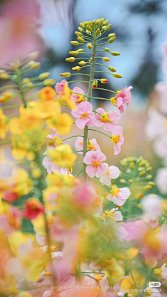 strawberryV采集到H-How plants mend us