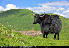 sandyu0805采集到T旅游——藏区