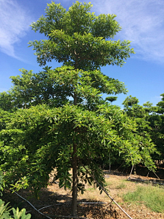 落叶生根采集到植物意向