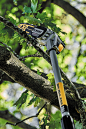 20V MAX* XR Cordless Pole Saw Kit