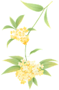 桂花 - 搜索结果 - 花瓣_0315e605