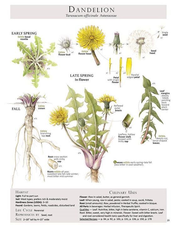 植物图谱 ·  来自Wendy Holl...