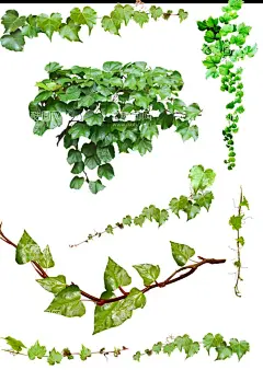 爬山虎  - 源文件下载【酷图网】爬山虎,植物,爬藤植物,绿藤,藤条,爬山虎素材,爬山虎边框,爬山虎墙纸,爬山虎手绘