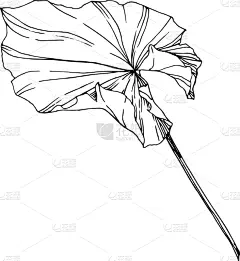 莲花,植物学,黑色,仅一朵花,荷花,壁纸,植物群,春天,花