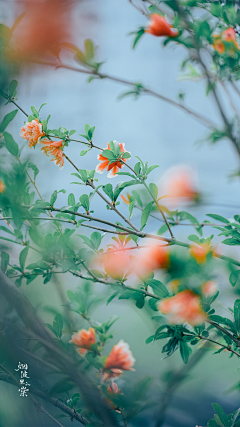 时完采集到花草树木-png