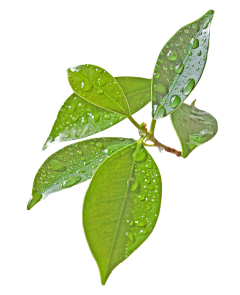 周柒小采集到素材/风景花草类