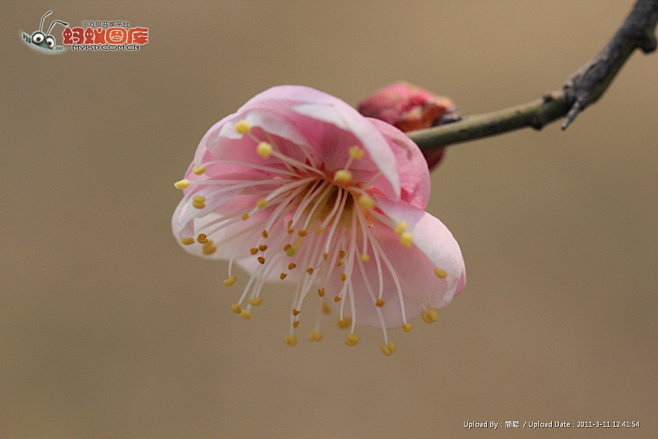 红梅花图片素材