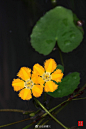 莕菜：诗经中“参差荇菜”是这个