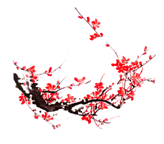 Mr小百万采集到梅花