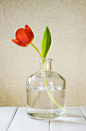 Un tulipán en agua.. by Aramol&#;8221 on Flickr.