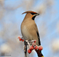 llbwwb:

Waxwing (by glesgastef)
