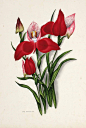Design is fine. History is mine. — The Flowers of South Africa, Cape Peninsula,... : The Flowers of South Africa, Cape Peninsula, private album, 1903. Watercolor, unknown artist. Via Kiefer auctions. The first pic is Disa grandiflora (uniflora), Red disa 