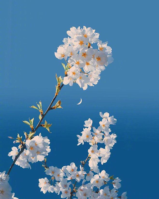 早安鸭 四季