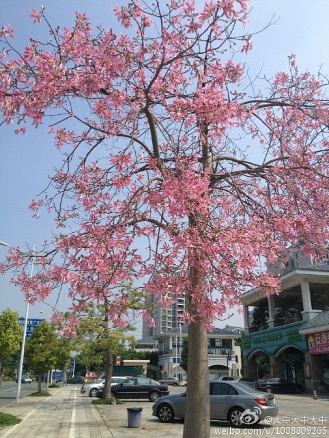 美丽异木棉