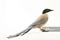 An Iberian magpie, Cyanopica cooki, at the Plzen Zoo.