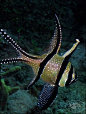 Banggai Cardinalfish