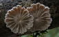 分形艺术网 - 自然分形：Steve Axford拍摄的菌类 2 - 现实分形作品