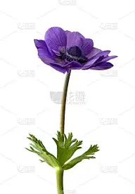 孤立在白色背景上的蓝色银莲花花