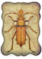 ENTOMOLOGY Vol. II : Entomology Vol. II illustration series, personal project
