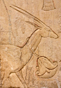 [EGYPT 29395]<br /> 'Gazelle in Ankhhor's tomb at Luxor.'<br /> <br />  This gazelle, wearing a lotus flower around its neck, is part of the reliefs that adorn the Sun Court of the tomb of Ankhhor.<br /> Ankhhor was a high official