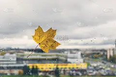 秋天的日子里，落寞的枫叶落在窗前，落下雨滴。孤独的概念。