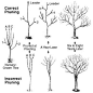 correct and incorrect pruning of apple and pear trees: 